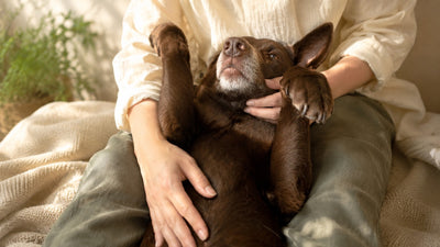 犬の腸が疲れる夏　お腹マッサージと発酵食のすすめ