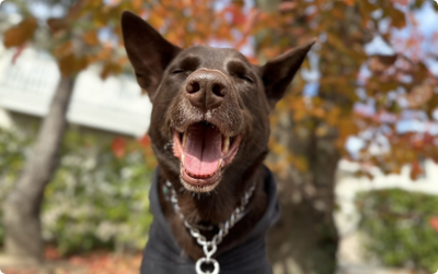 犬にも腸活が必要な理由